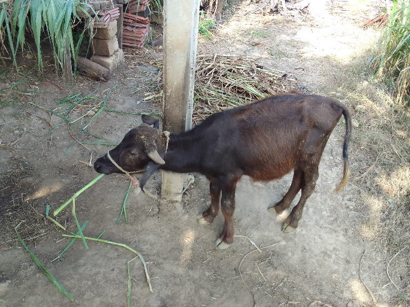 પાડી વેચવાની છે