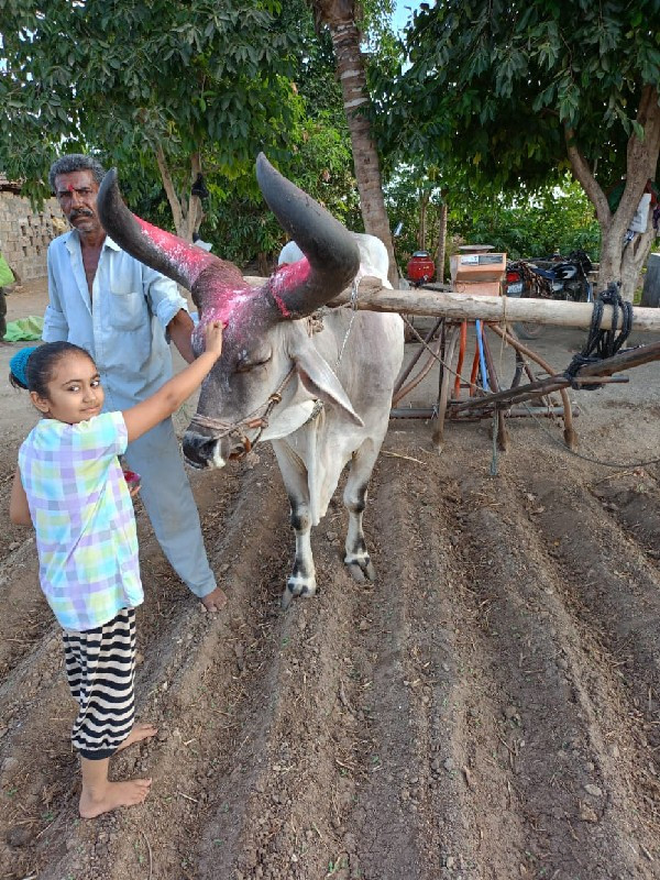 બળદ ગોઢલો