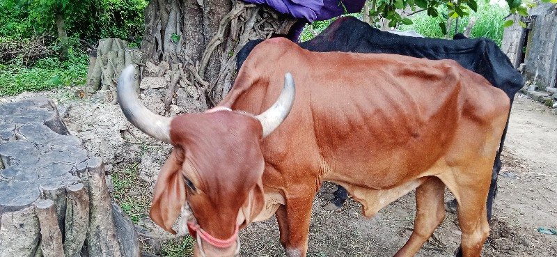 ચાલો ગોઢલો  વેચ...