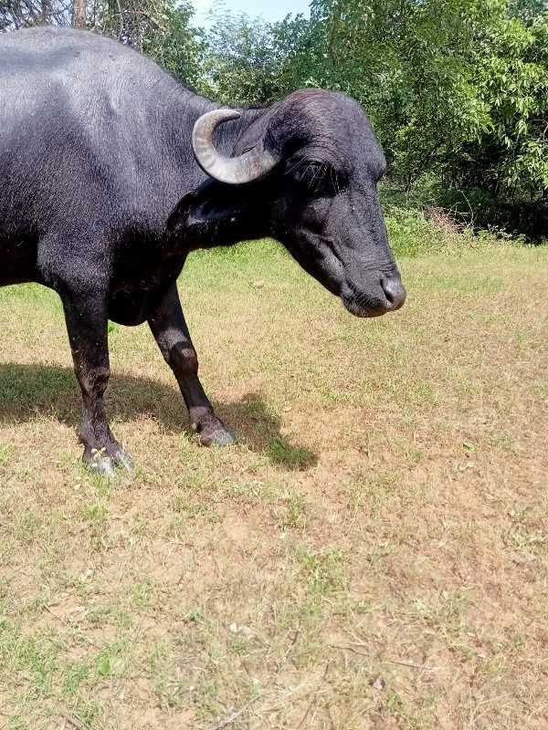 ખડેલી વેશવાની છ...