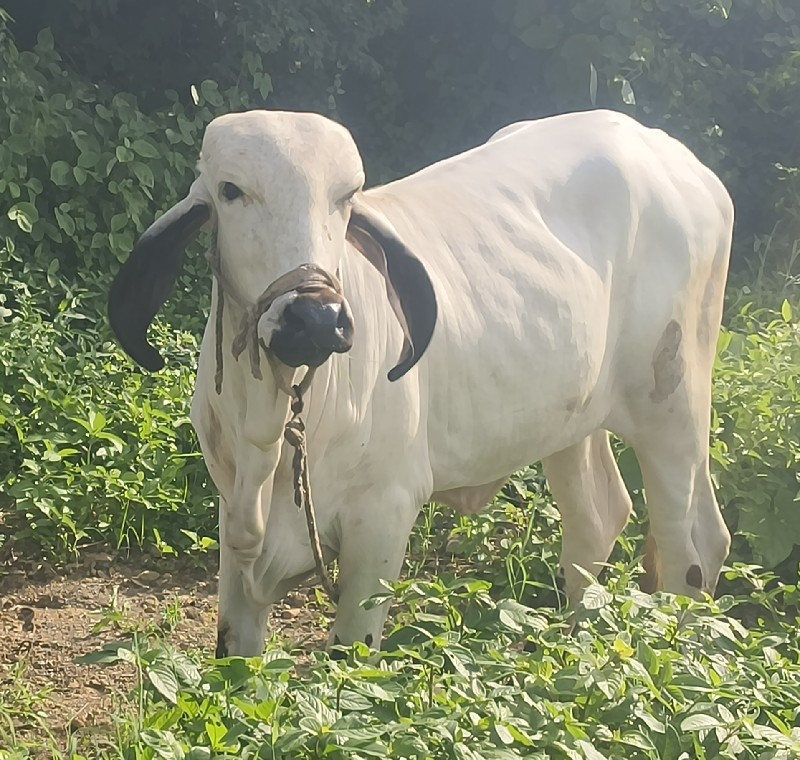 ગાય ને બે વાછળી...