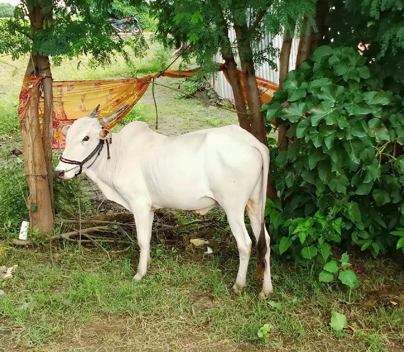 खीलारी बैलजोडी