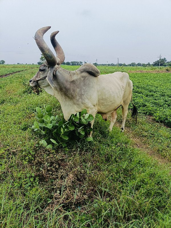 બળદ વેચવાના છે