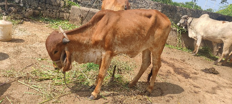 ઓરિજિનલ ગીર હોડ...