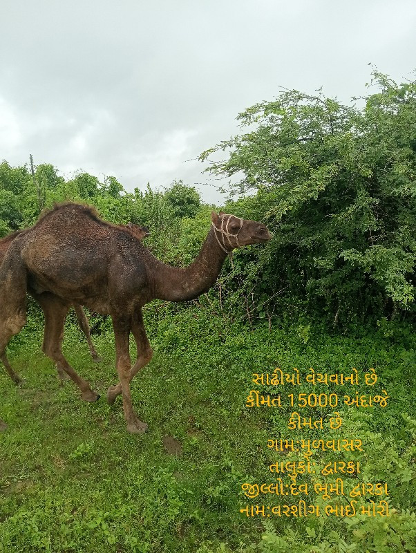 વરશીગ ભાઈ મોરી