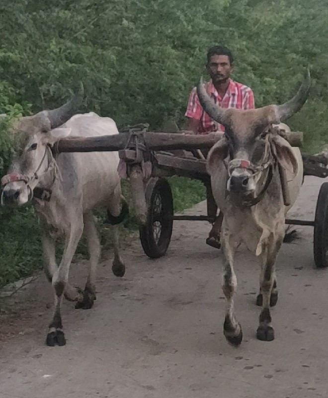 ગોદલા વેચવાના છ...