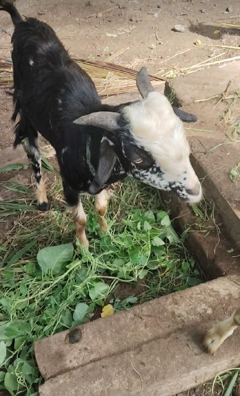 ગુજરાત  ગુજરાત