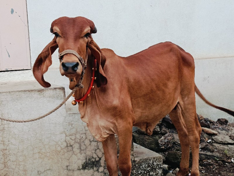 વાછડી વેચવાની છ...