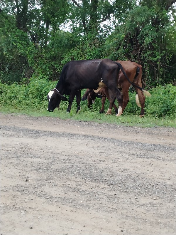 કાળી બોડી જરશી...