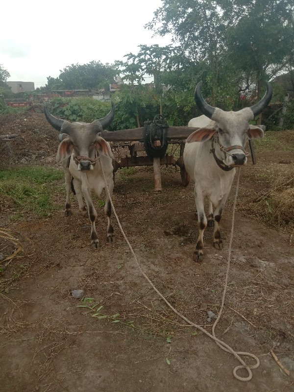 થુમ હાલતા
સાવ સ...