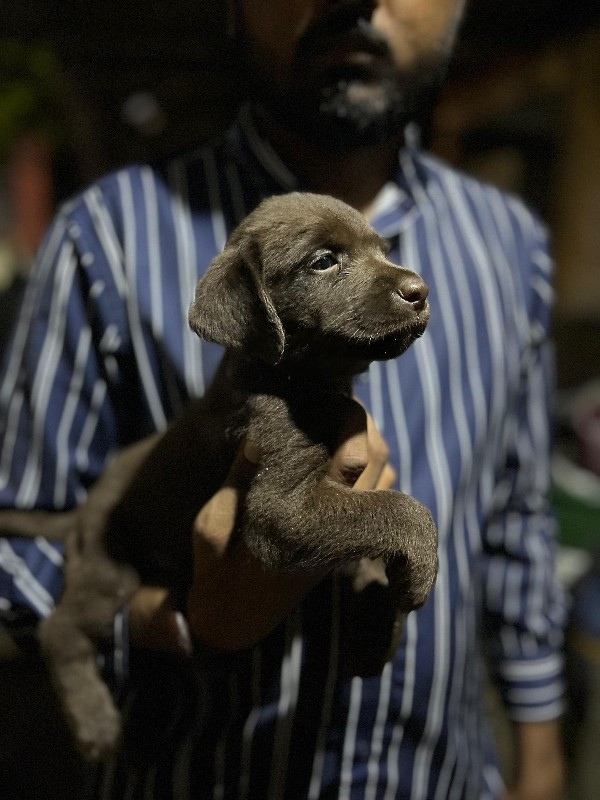 લેબનું ડોગ છે