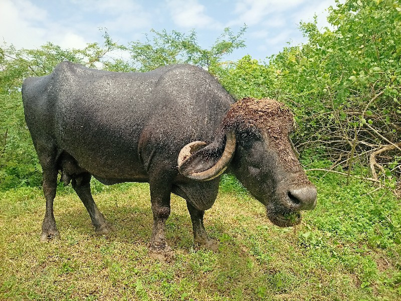 આ ભેંશ વેશવા ની...