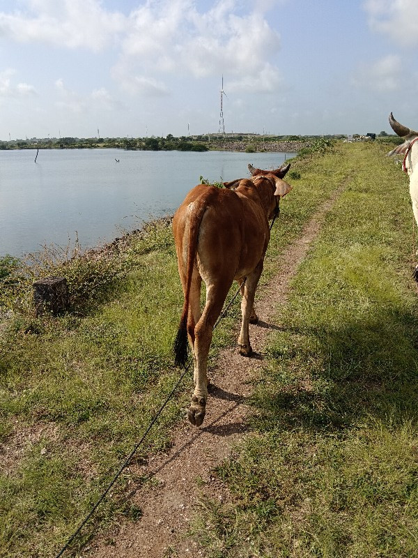 ગોઢલો વેચવાનો છ...