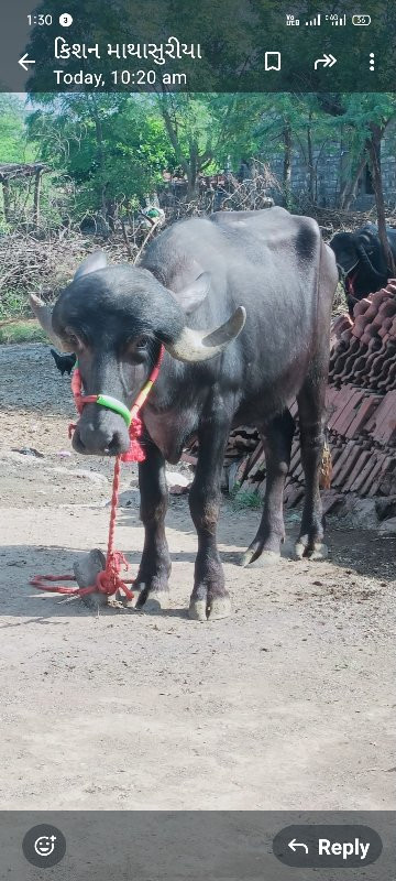 ત્રણ વર્ષની  ખડ...