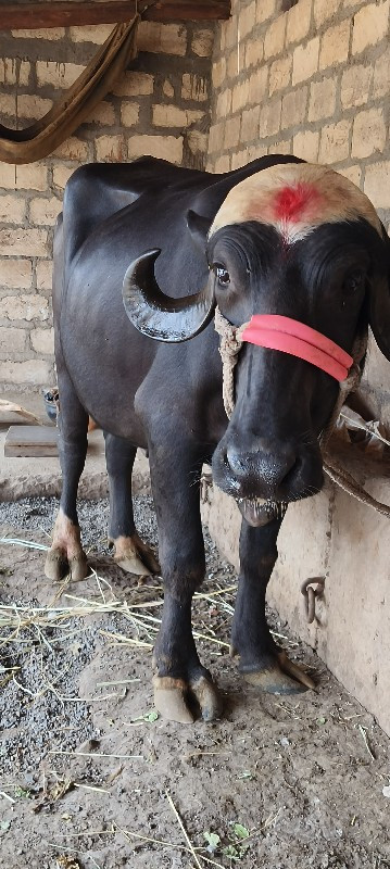 ખડેલી વેશ વાની...