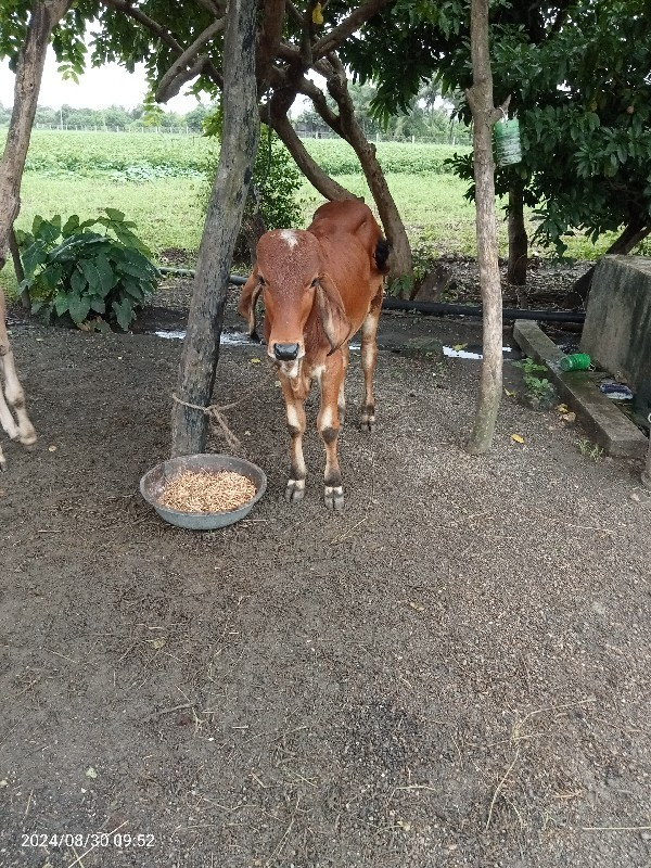 આ ગાય દેવાની છે