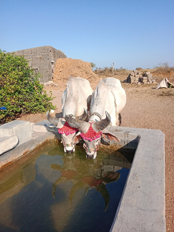 એક  વેચવાના છે....