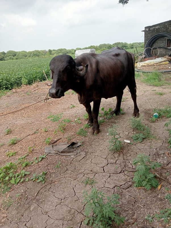 ભેંસ વેચવાની છે