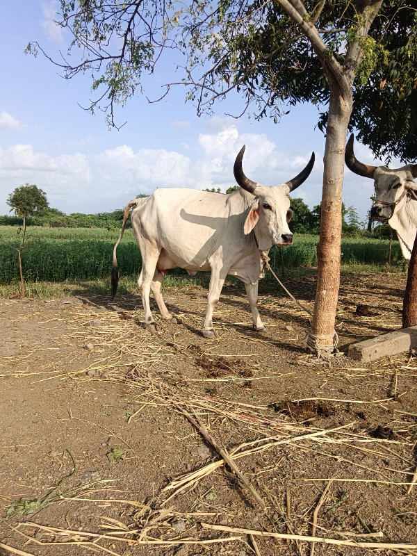 ગાય વેચવા ની છે