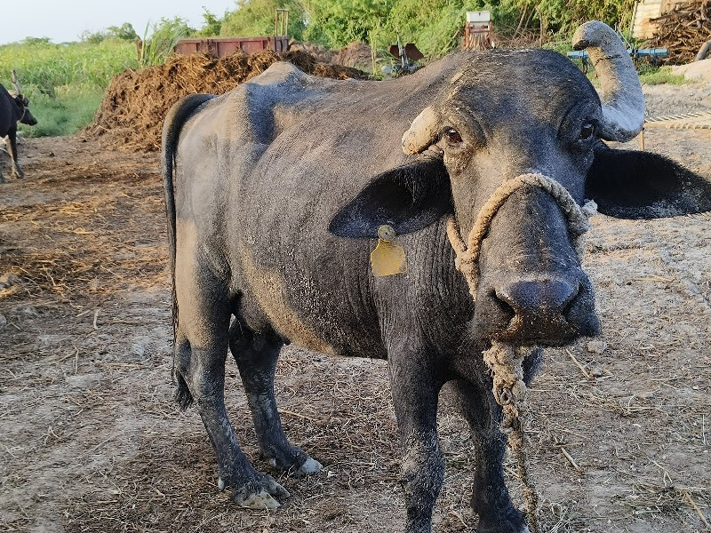 ભેંસ વેચવાની છે