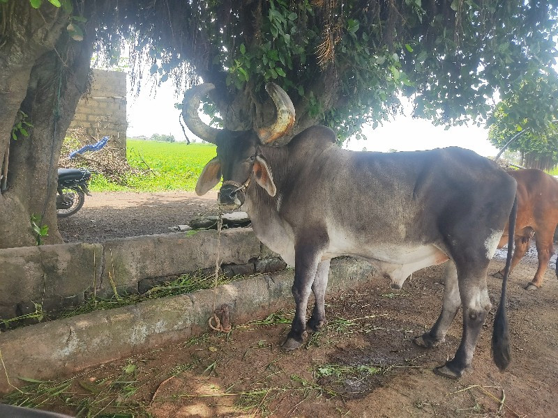 બળદ વેશવાનો છે