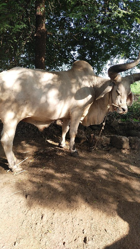 બળદ વેચવાના છે