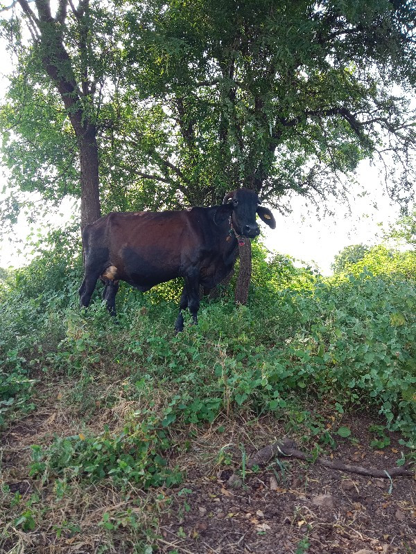 ગાભણી