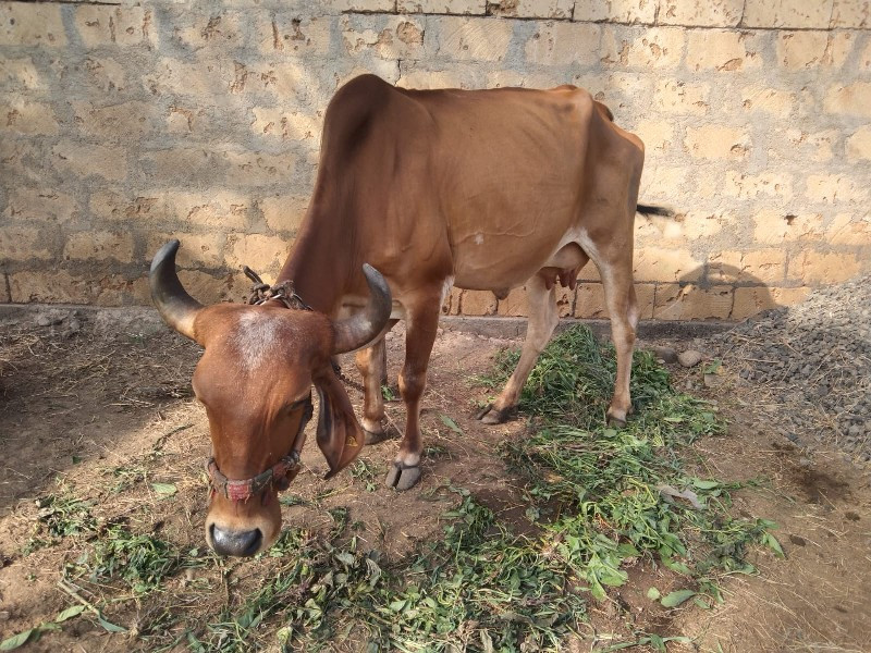 ગાયવેસવાનીસે