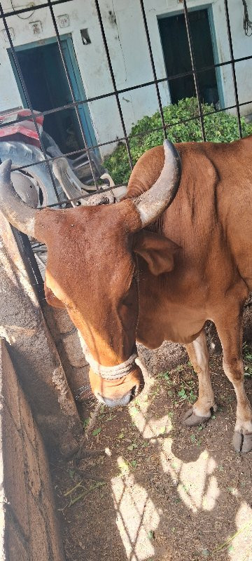 ફુલ જવાબદારીથી...