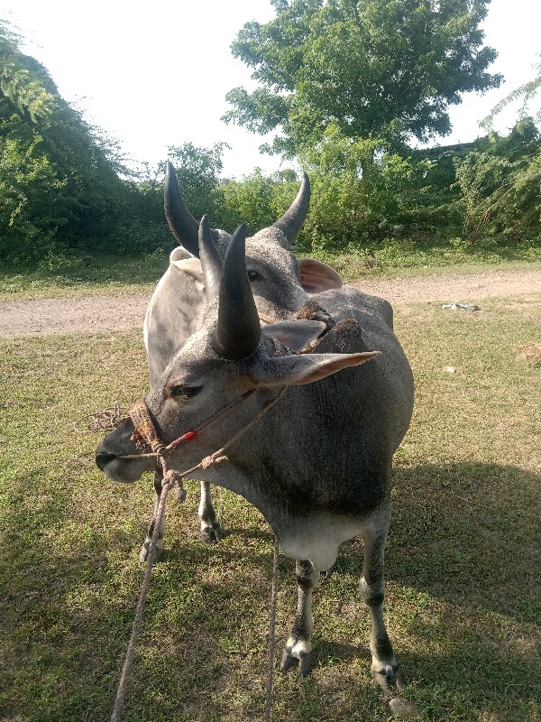 ગોઢલા