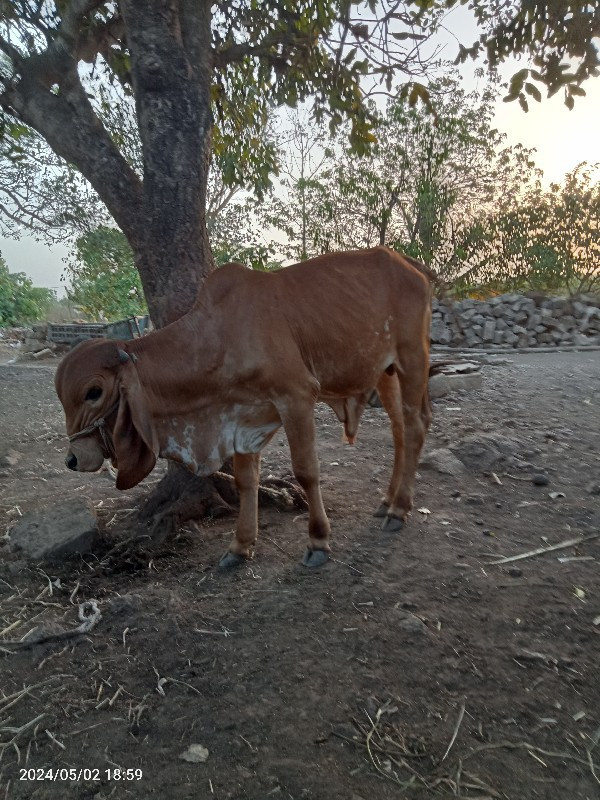 આ ગાય દેવાની છે