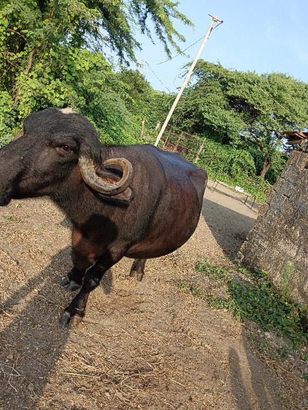 ભેંસ વેચાવ  છે