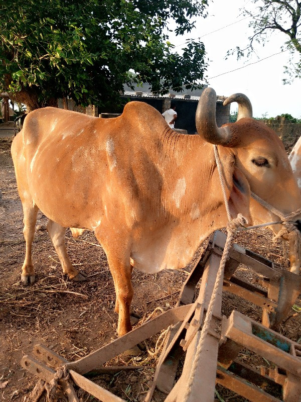 ‌‌બરધ. વેસવાના...