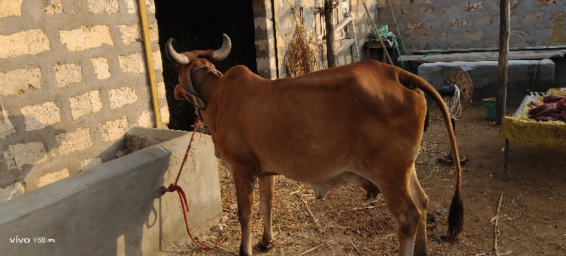 ગાય વેચવાની છે