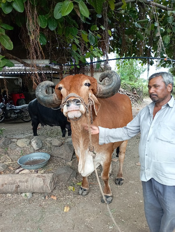 બળદ એક જ સે