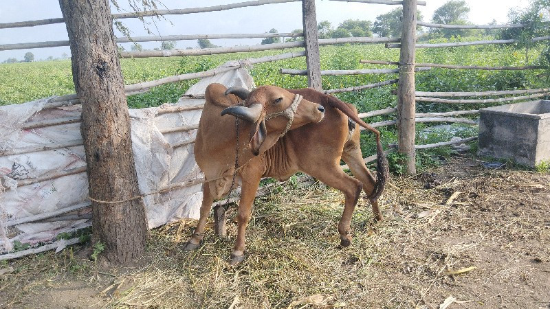 ગીર ગાય વેચવાની...