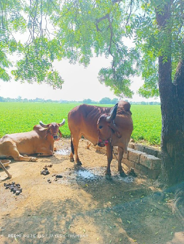 बणद  वेशवा ना छ...