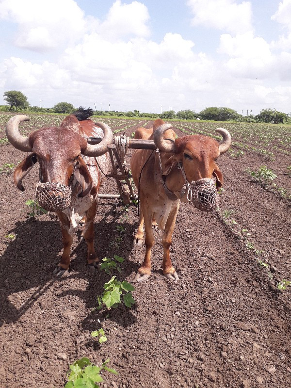 બરધ વેચવા ના છે...