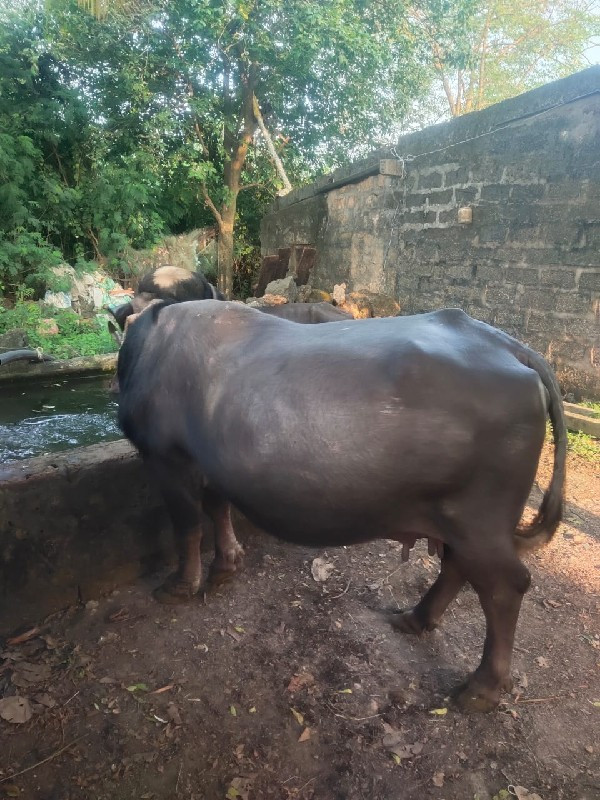 ભેંસ વેચવાની છે