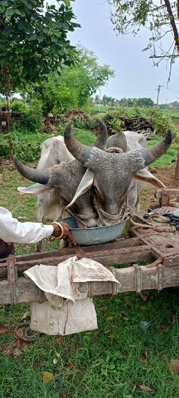 વૅચવાનુ. છૅ