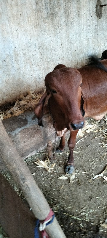 ગીરવાસળી વેચવાન...