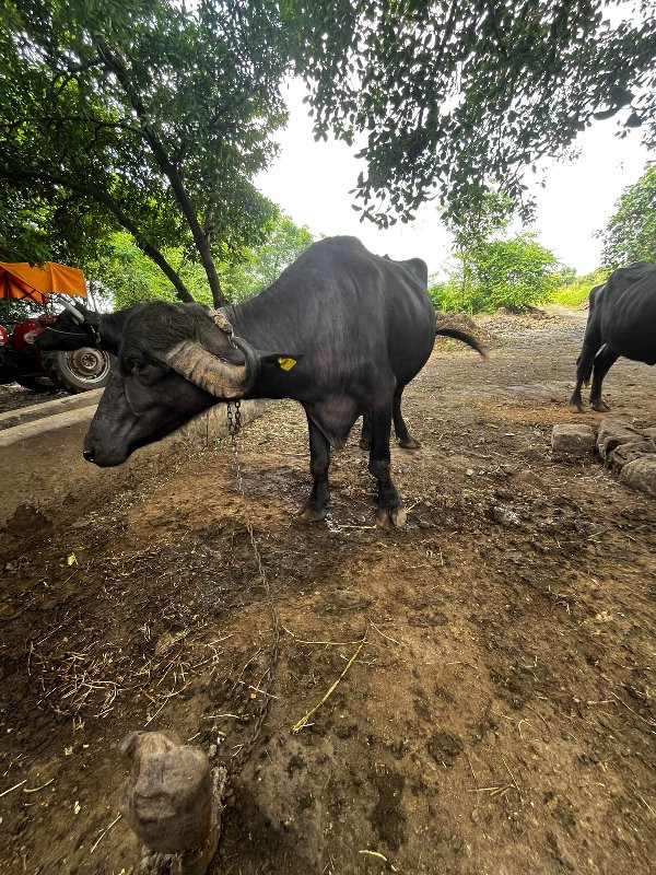 ભેંશ વેચવાની