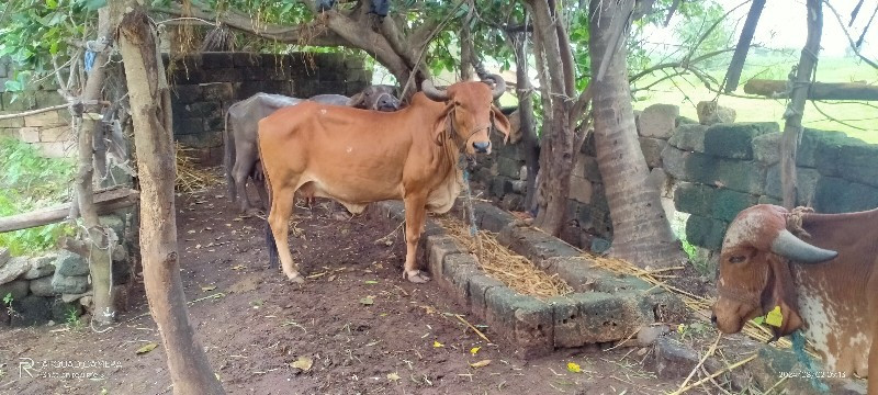 ગાય વેચવાની છે