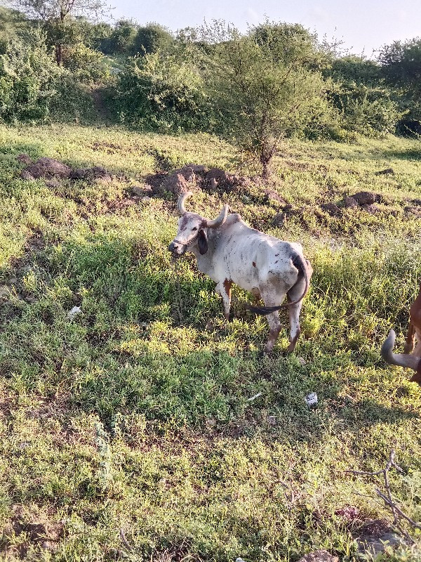 બળદ