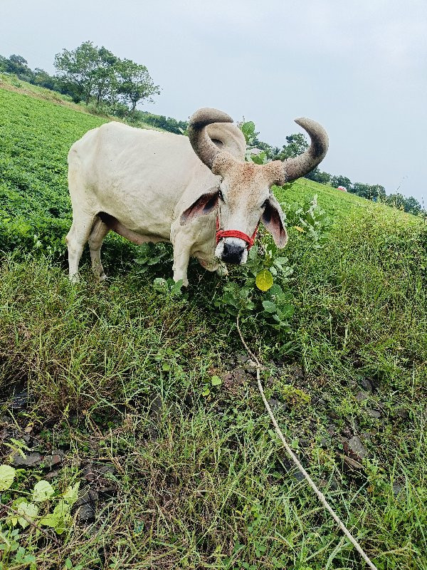 બળદ વેચવાના છે