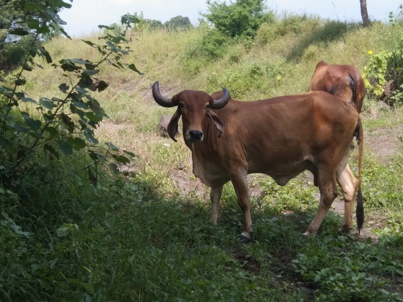 ગાય વેચવાની છે