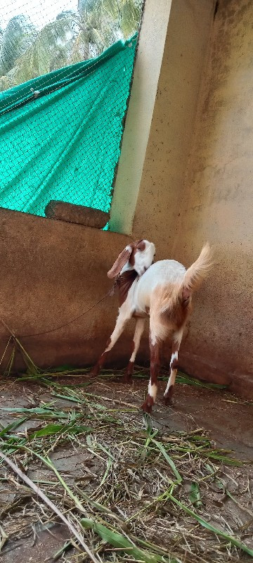 પતીરી 🐐 બકરી