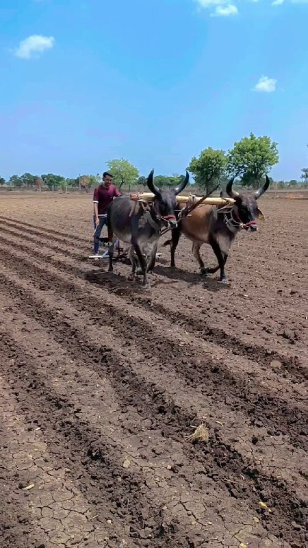 જાંબાં વઢિયારા...