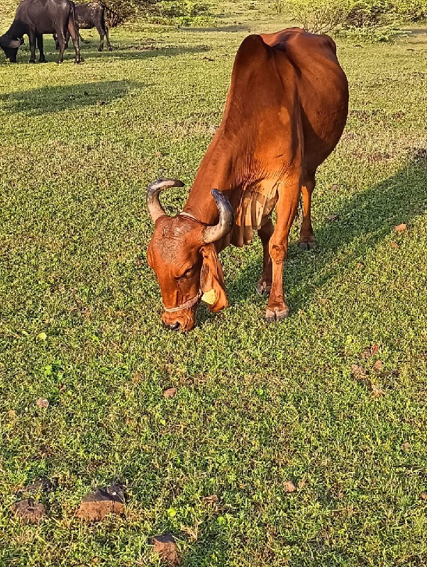 ગાય વેસવાની છે