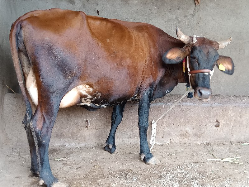 જર્સી ગાય વેચવા...